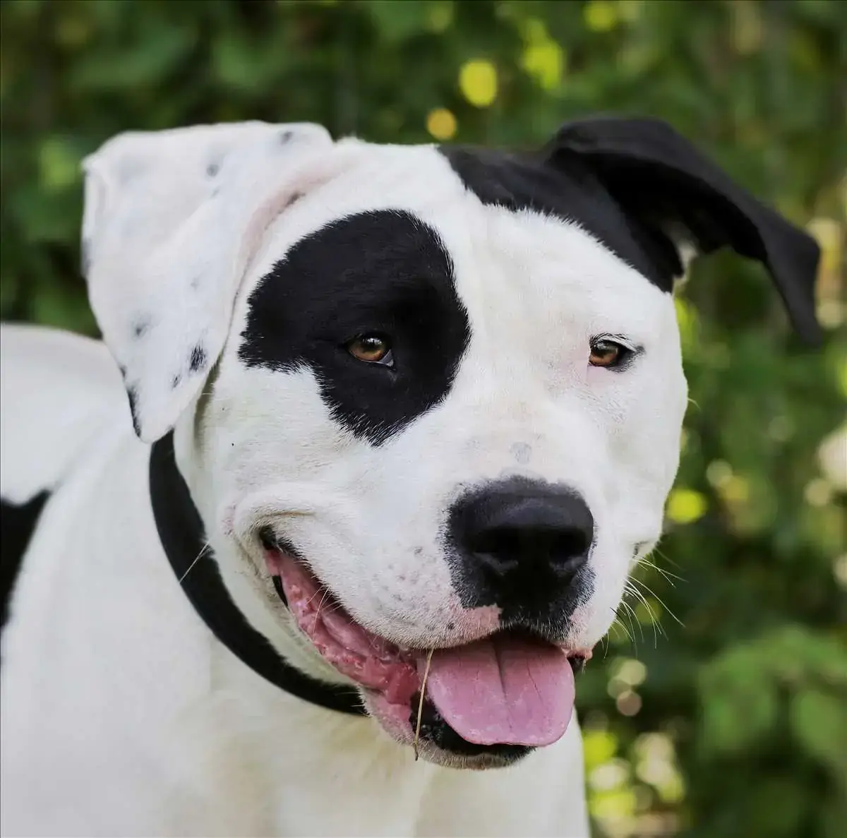 CARLOS - American Staffordshire Terrier - Bild 2