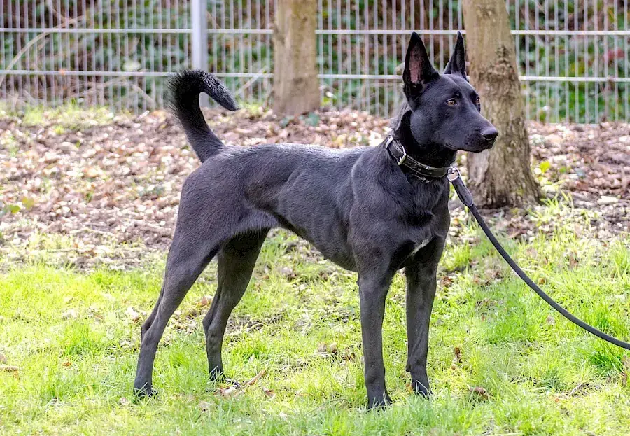 Greta - Deutscher Schäferhund - Bild 9