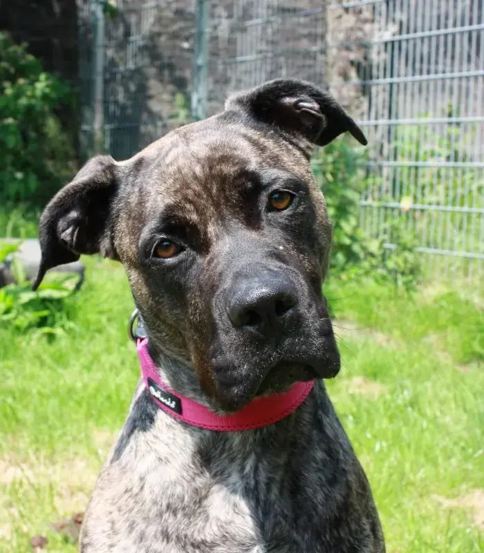Cora - Dogo Canario - Bild 9