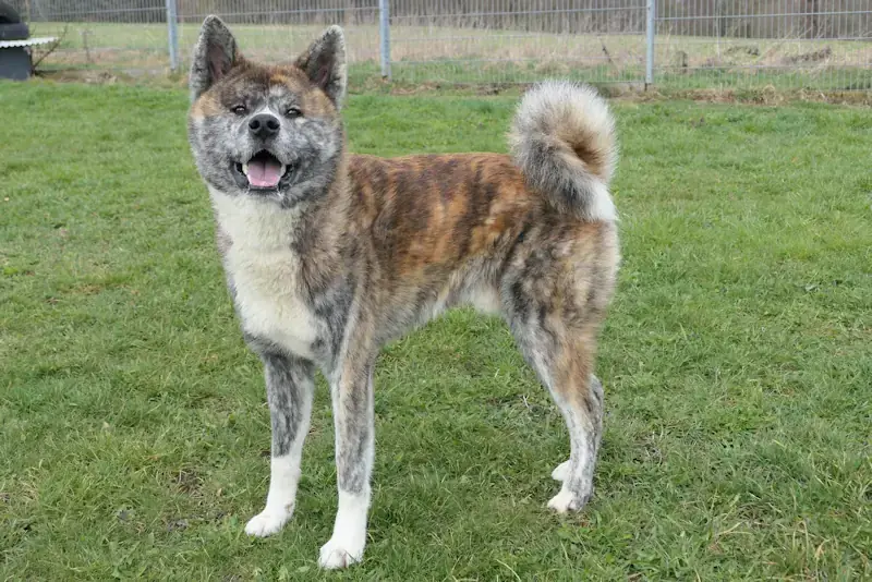 Ayuba - Akita - Bild 2