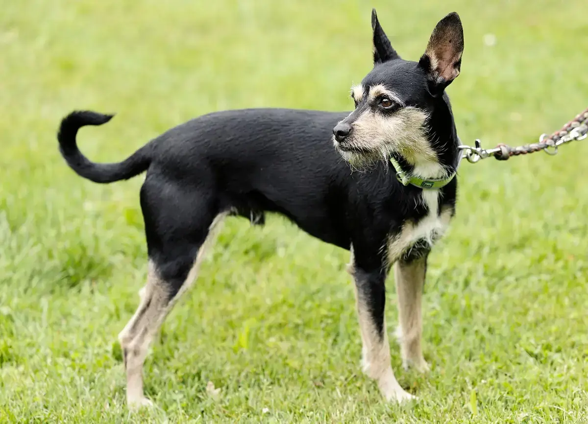 Patu - Riesenschnauzer, Afghanischer Windhund - Bild 4