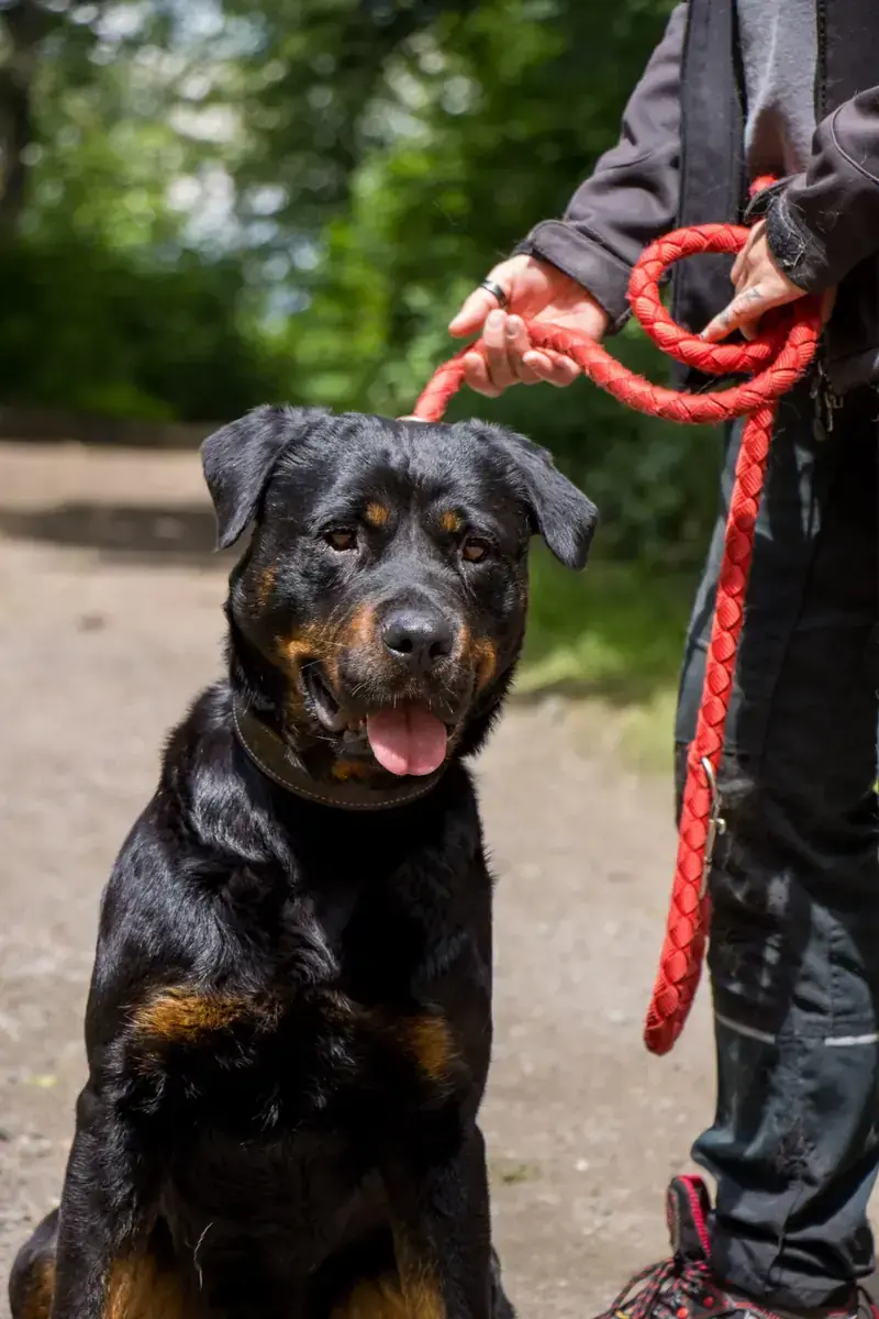Oxana - Rottweiler - Bild 6