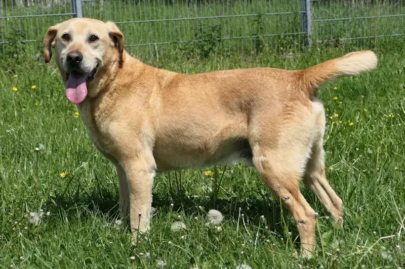 Leo - Labrador Retriever - Bild 3