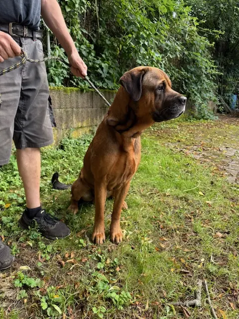 Nemo - Cane Corso Italiano - Bild 2