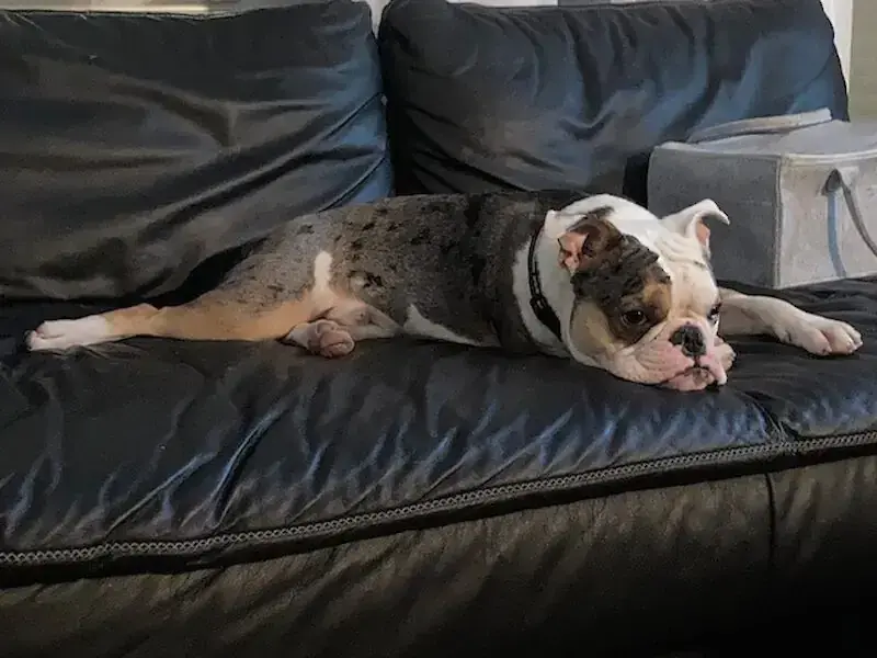 Ragnar - Englische Bulldogge, Französische Bulldogge - Bild 1