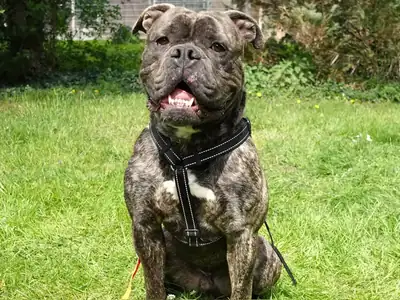Peanut – Hund – Bild 2
