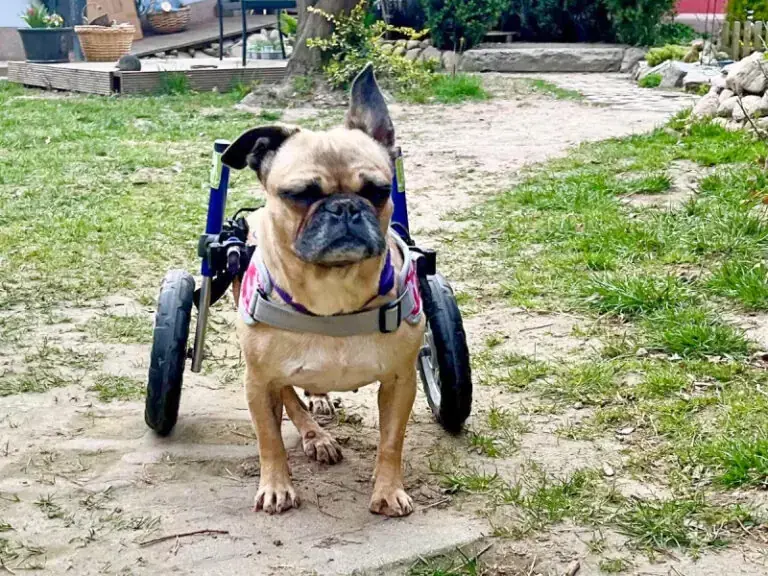 Sandy - Französische Bulldogge - Bild 4