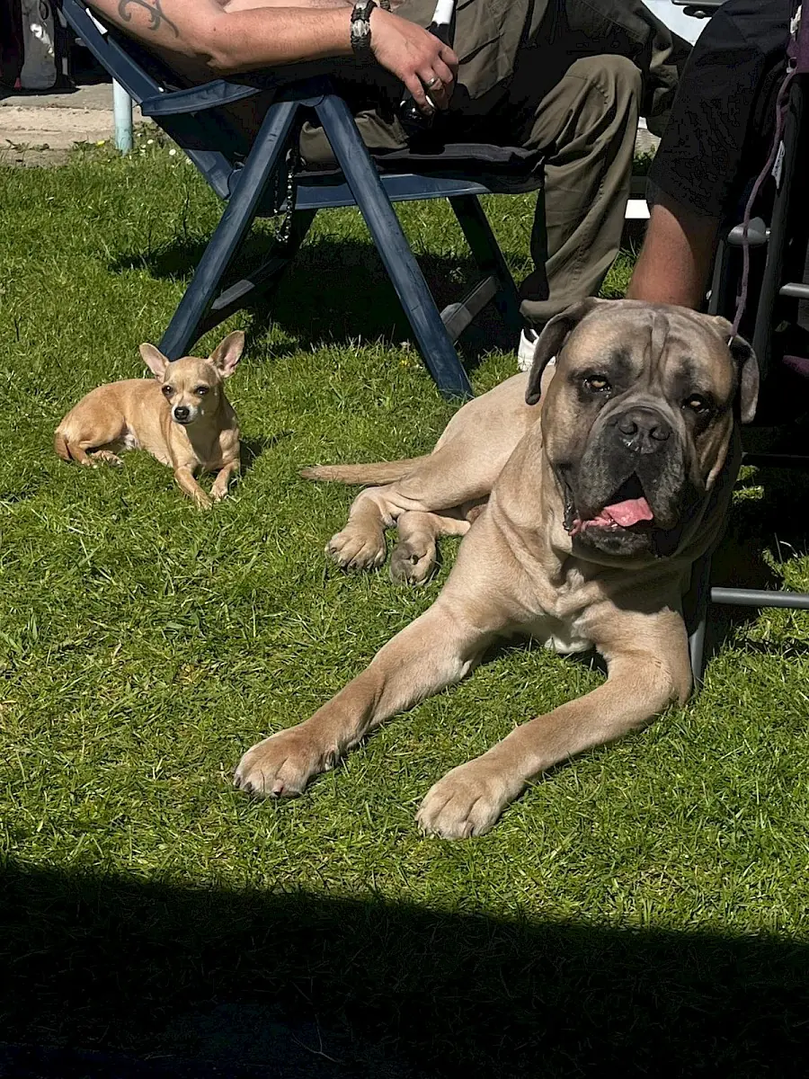 Byron - Cane Corso Italiano - Bild 10