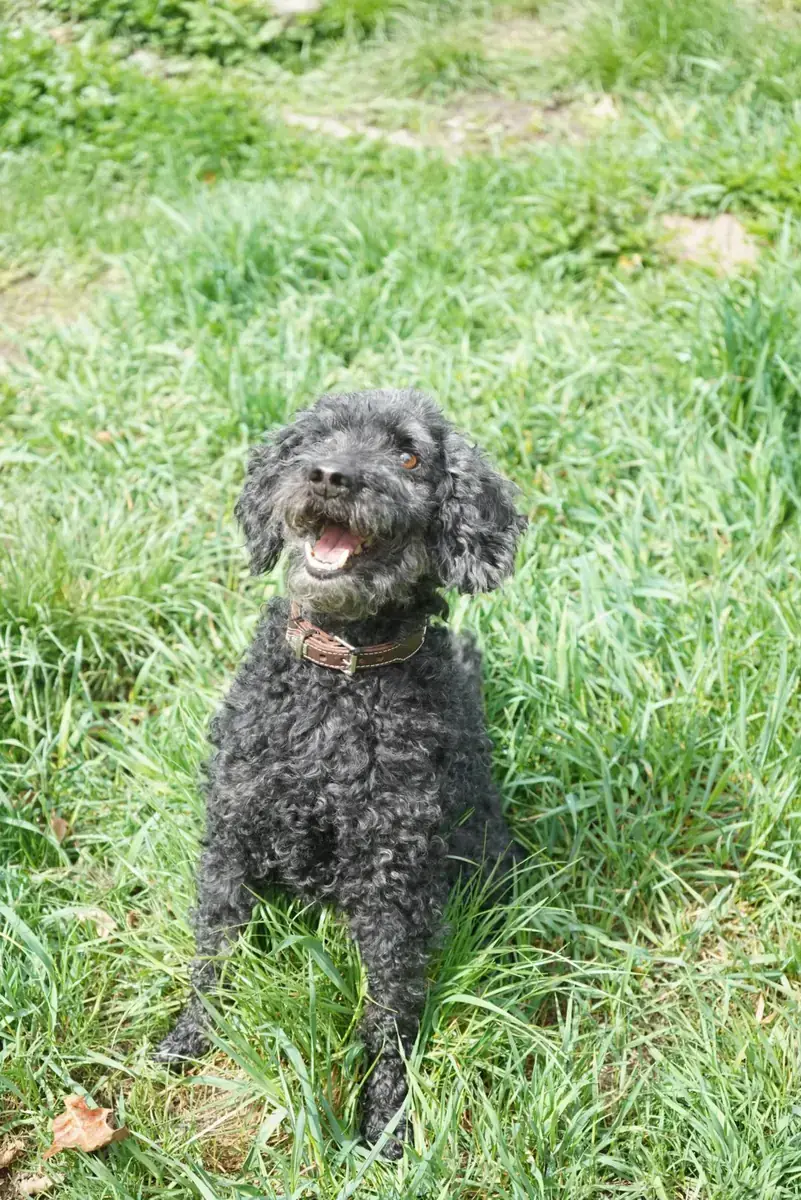 Blacky - Pudel - Bild 12