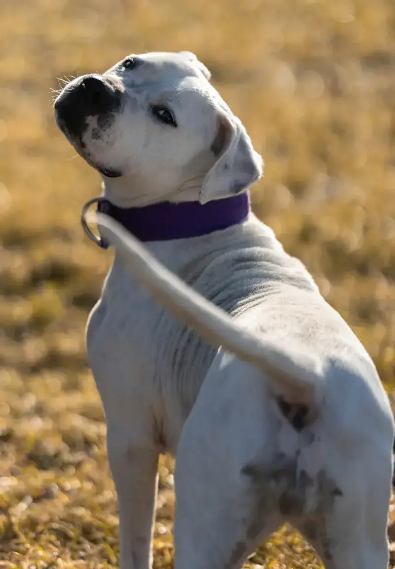 Senta - Dogo Argentino - Bild 3