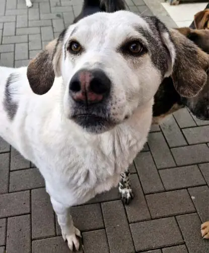 Kemo -  - Bild 3