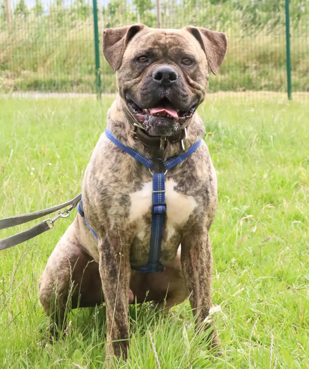 Leo - Bullmastiff - Bild 4