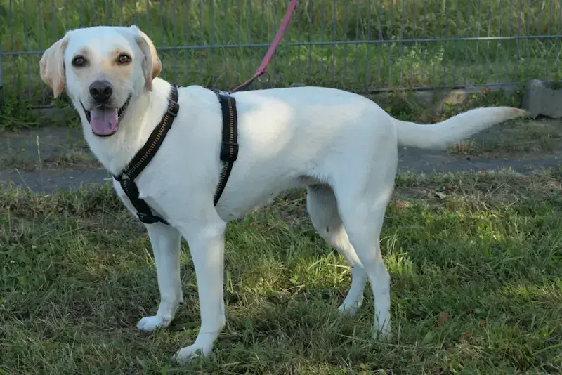 Sansa - Labrador Retriever - Bild 2