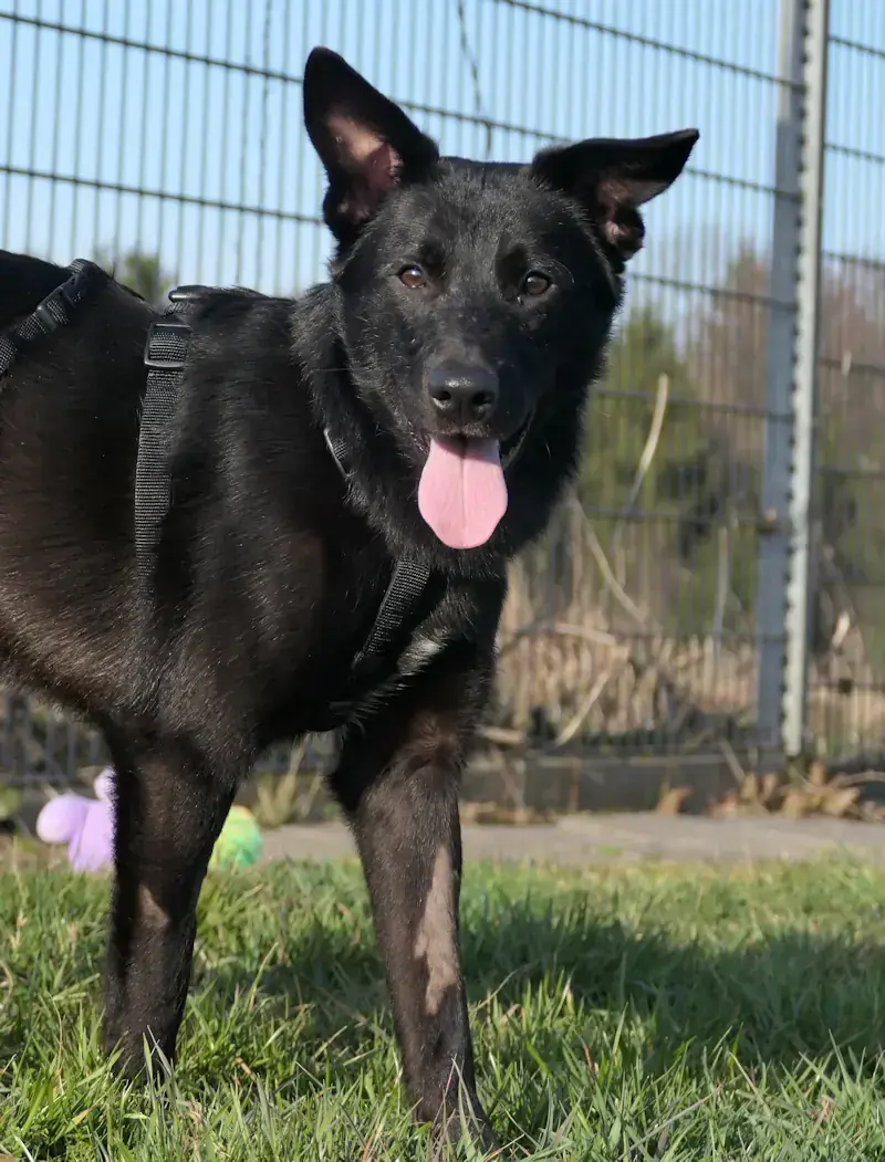 Mishka - Deutscher Schäferhund - Bild 2