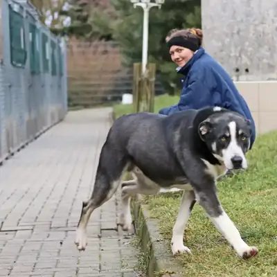 Buddy – Hund – Bild 7