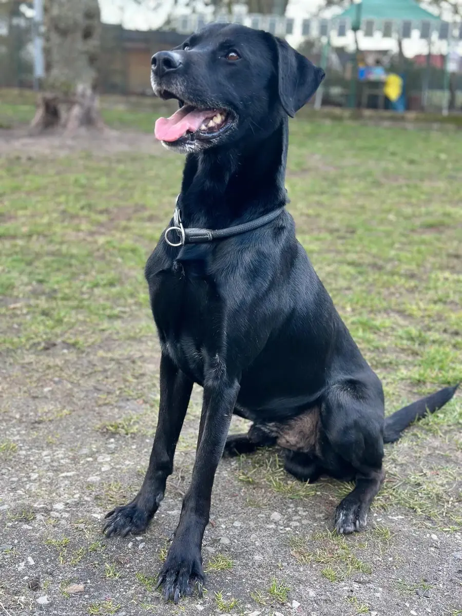 Mailo - Labrador Retriever - Bild 6