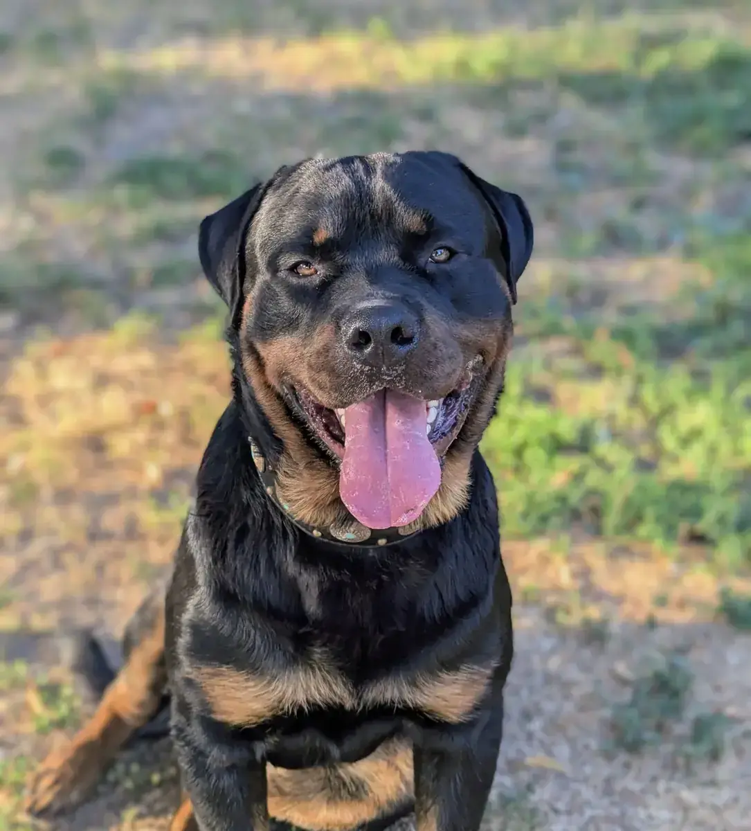 Rottweiler Ates