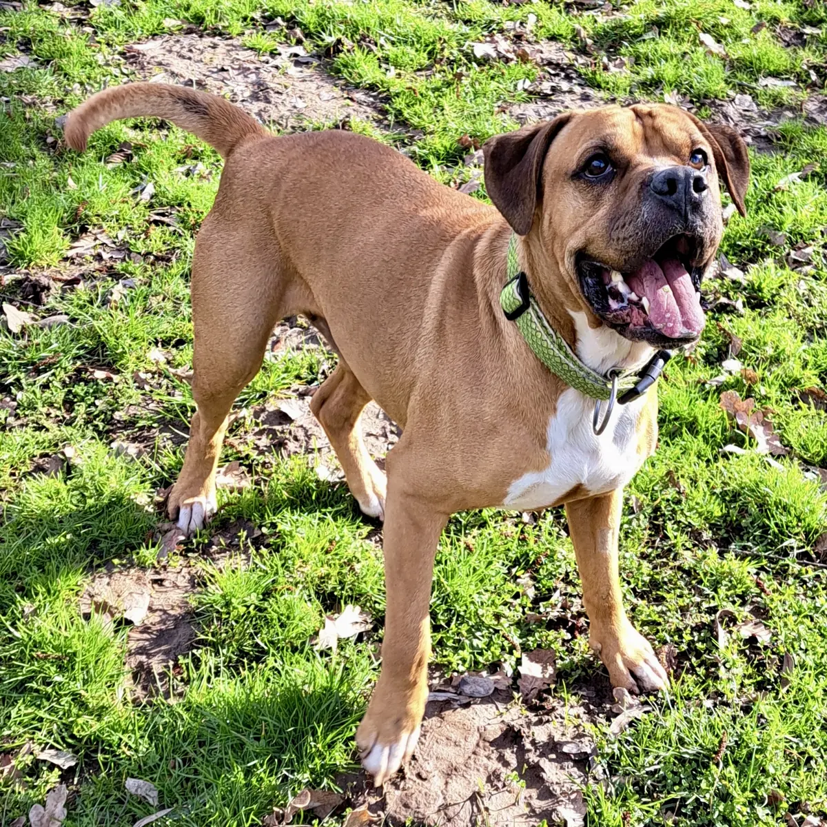 Wotan - Deutscher Boxer - Bild 4