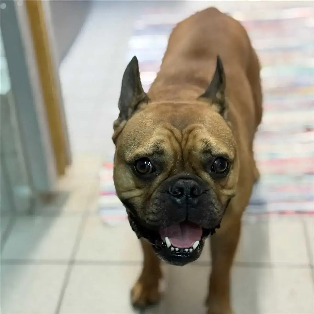 LOUIE - Französische Bulldogge - Bild 1