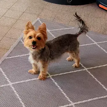 Yorkshire Terrier-Mix Paula