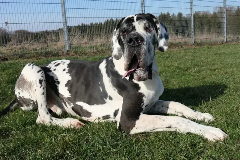 Ramazotti - Deutsche Dogge - Bild 2