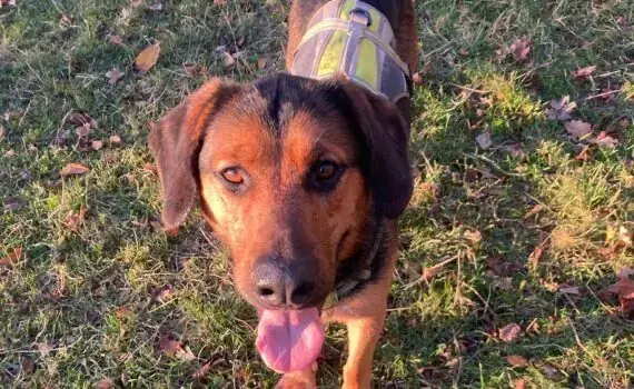 Mara - Rottweiler - Bild 5