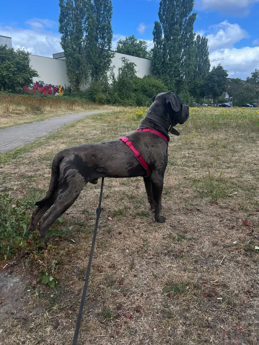 Ares - Cane Corso Italiano - Bild 6