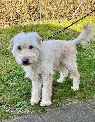Theo – Hund – Bild 2