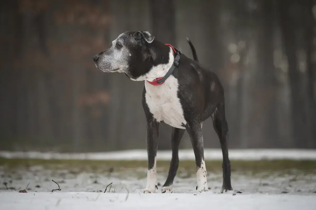 Heinz -  - Bild 2