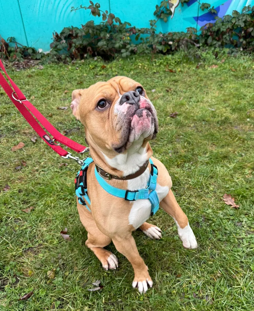 Capone - Englische Bulldogge - Bild 5