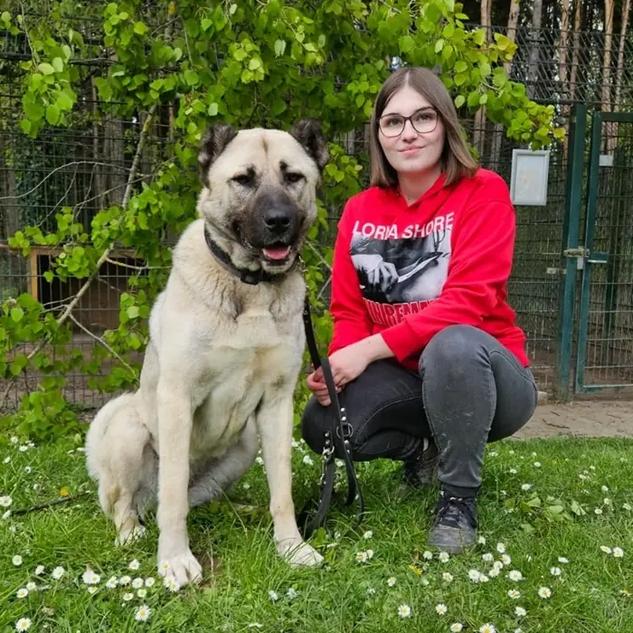 Berta - Kangal-Hirtenhund - Bild 6