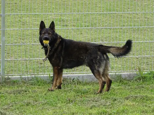 Cuba - Deutscher Schäferhund - Bild 2