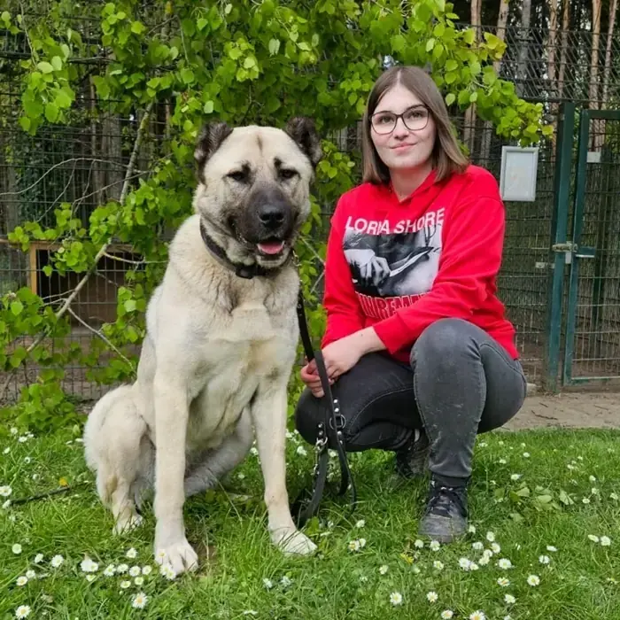 Berta - Kangal-Hirtenhund - Bild 6