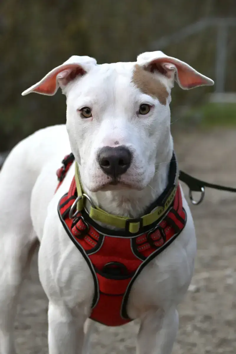 Leyla -  - Bild 4