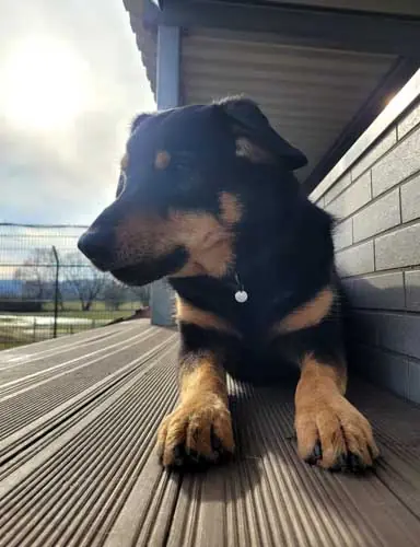 Buddy -  - Bild 8