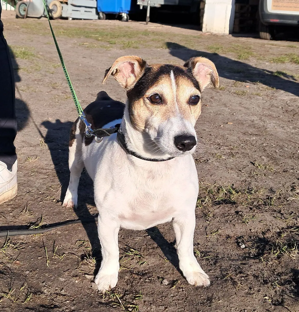 Grumpy - Jack Russell Terrier - Bild 6