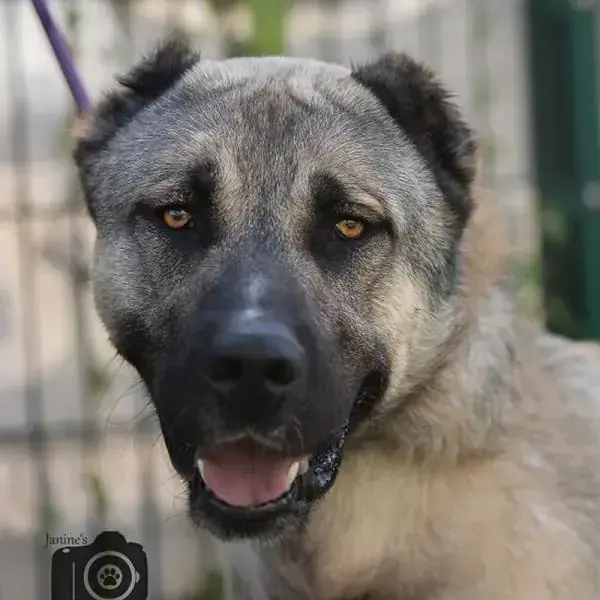 Mister T - Kangal-Hirtenhund - Bild 3
