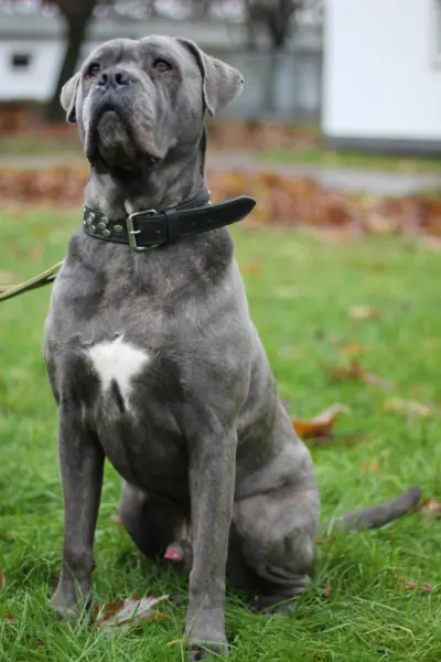 Pablo -  - Bild 6