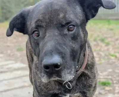 Cane Corso Italiano-Mix Chester