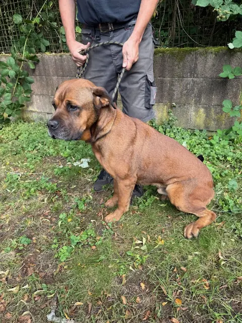 Nemo - Cane Corso Italiano - Bild 3