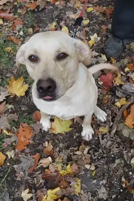Lina – Labrador Retriever – Bild 9