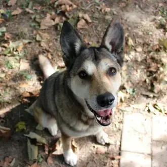 Feli -  - Bild 3