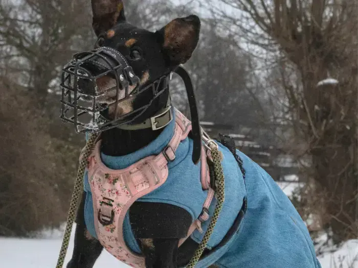 Trude – Deutscher Pinscher – Bild 3