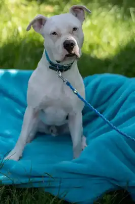 Apollo – American Staffordshire Terrier – Bild 5