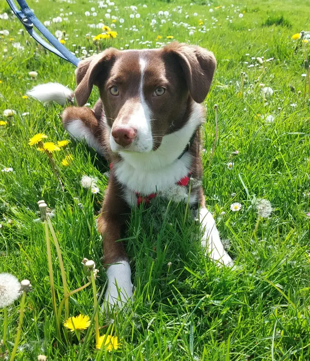 Lupo -  - Bild 3