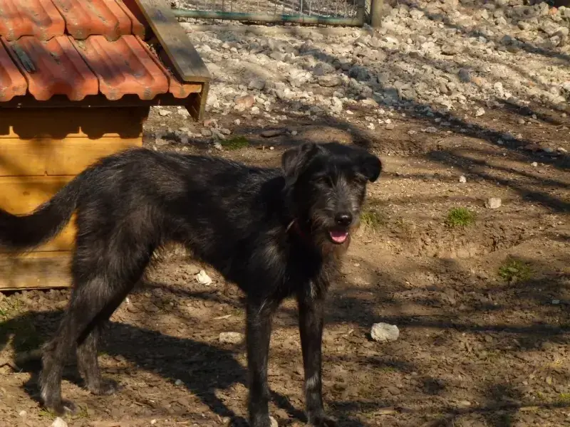 Tinka -  - Bild 3