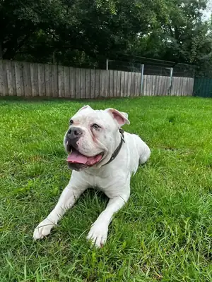 Johnny – Hund – Bild 3