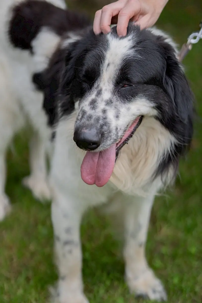 Pongo -  - Bild 14