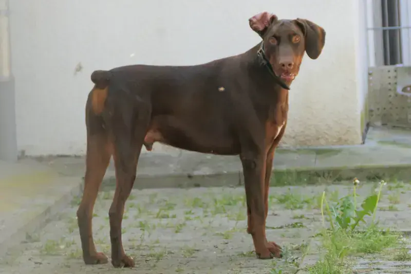 Rocky - Dobermann - Bild 1