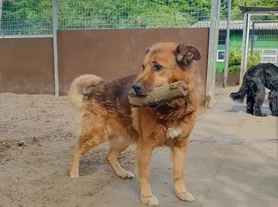 Joussi – Deutscher Schäferhund – Bild 3